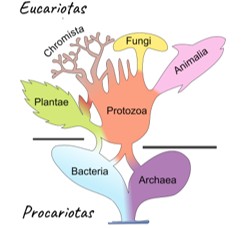 Microbiología Agosto - Diciembre 2026